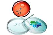 In vitro fertilization (IVF)